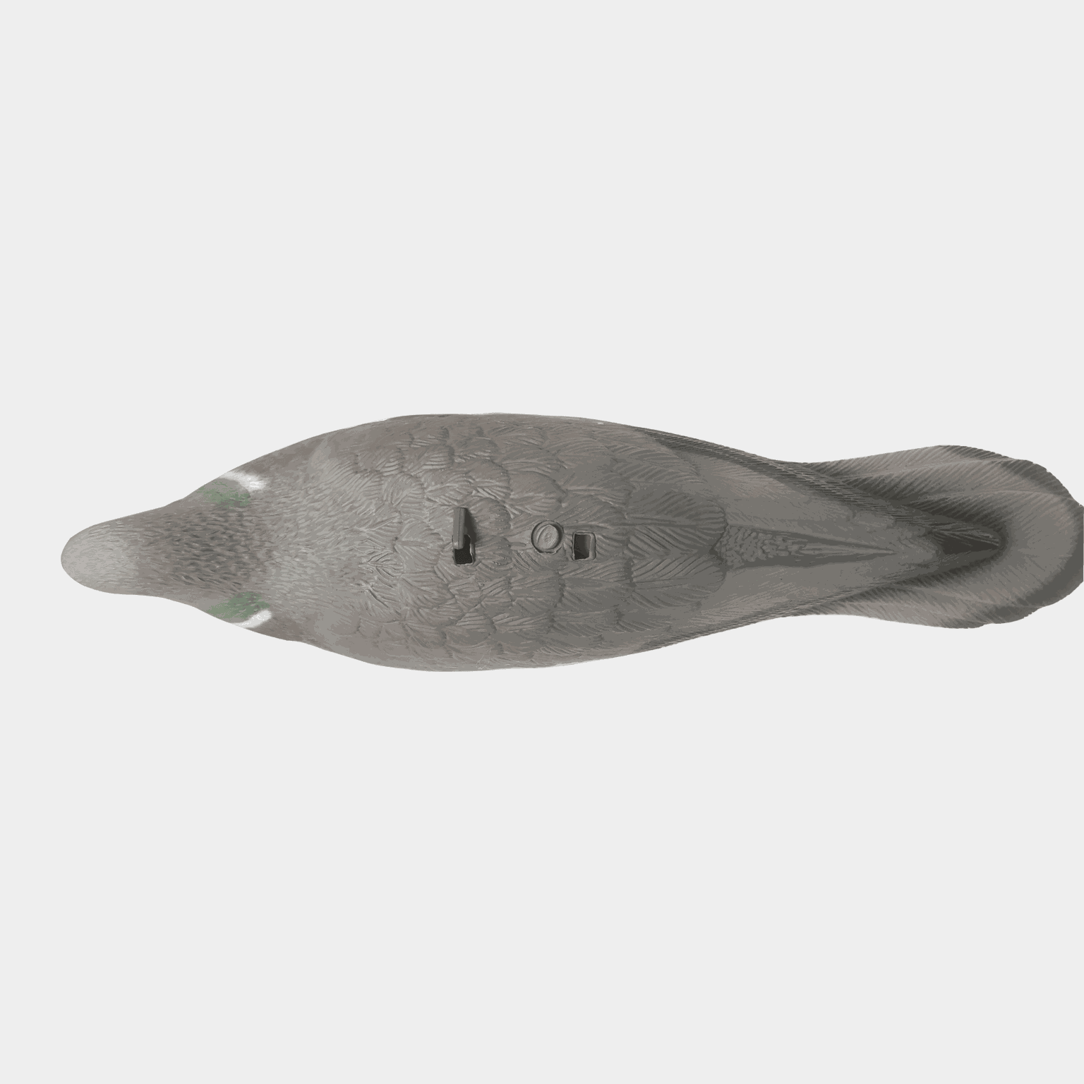 Pigeon-kuori, decoy, houkutuslintu, sepelkyyhky - full image 3